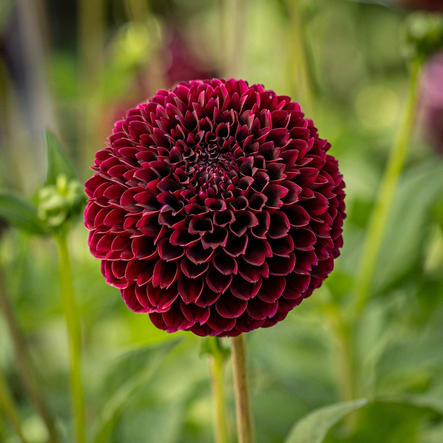 Dahlie 'Jowey Mirella'